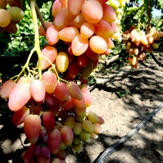 Ксения - столовая форма винограда