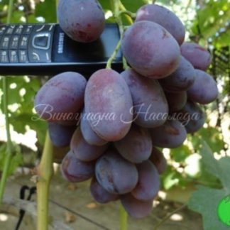 Атаман – виноград