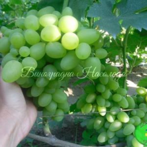 Бажена сорт виноград