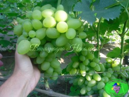 Бажена сорт виноград