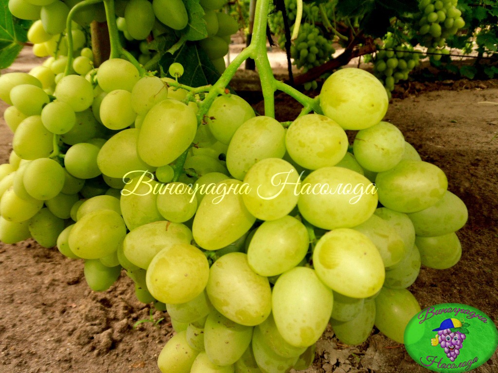 Аркадия сорт винограда, один из лучших "классических"