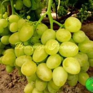 Аркадия - сорт винограда