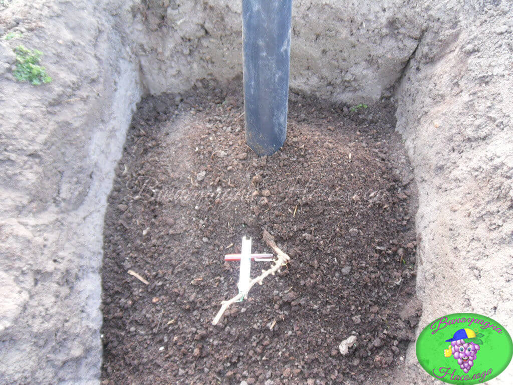 Як посадити виноград в посадкову яму