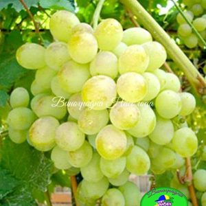 Восторг - столовый сорт винограда