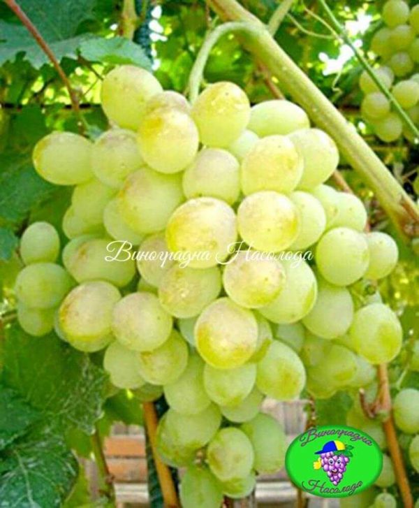Восторг - столовый сорт винограда