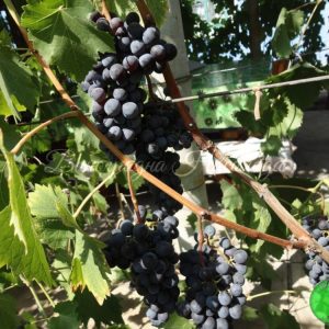 Черный жемчуг винный сорт винограда
