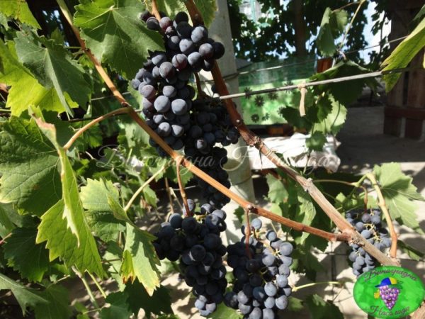 Черный жемчуг винный сорт винограда
