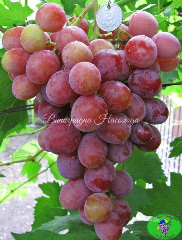 Дашуня - виноград
