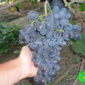 Сорт винограда Гала, темный ранний виноград