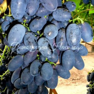 Кодрянка вкусный синий ранний виноград