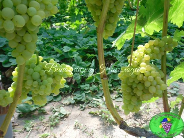 Киш-миш 342 - виноград