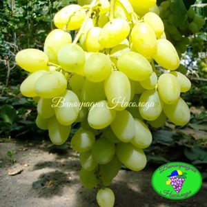 Ландыш - виноград ранне-среднего срока созревания