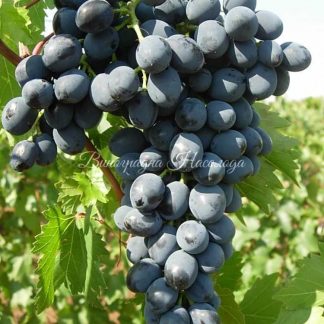 Молдова - виноград