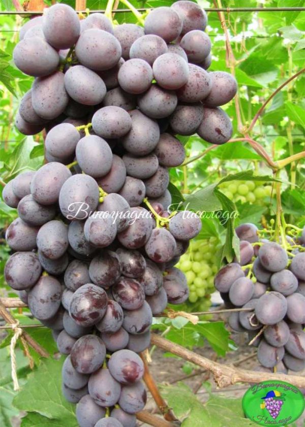 Нинель сорт винограда