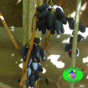 Одесский сувенир - виноград