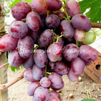 Памяти отца - виноград