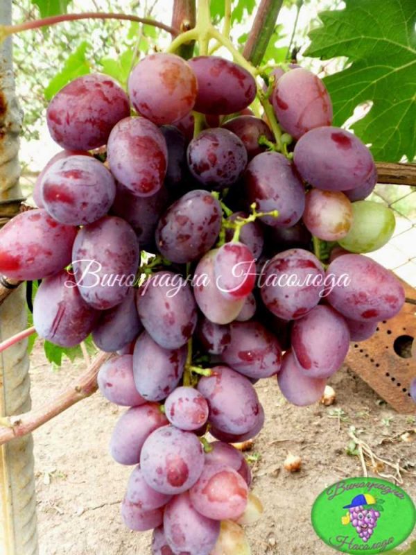 Памяти отца - виноград