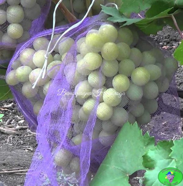 Сорт винограда Рафинад, закрыт сеточкой от ос и птиц