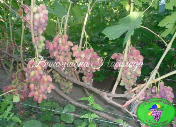 Розалинда - виноград