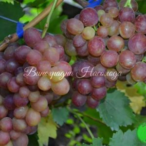 Розмус - виноград