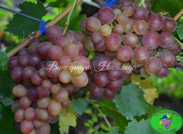 Розмус - виноград
