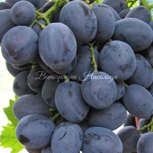 Очень классный сорт винограда Руслан