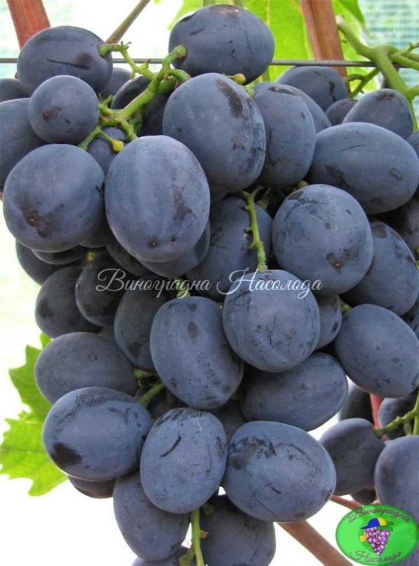 Очень классный сорт винограда Руслан