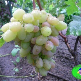 Ух-ты (Шамаханская царица) сорт винограда