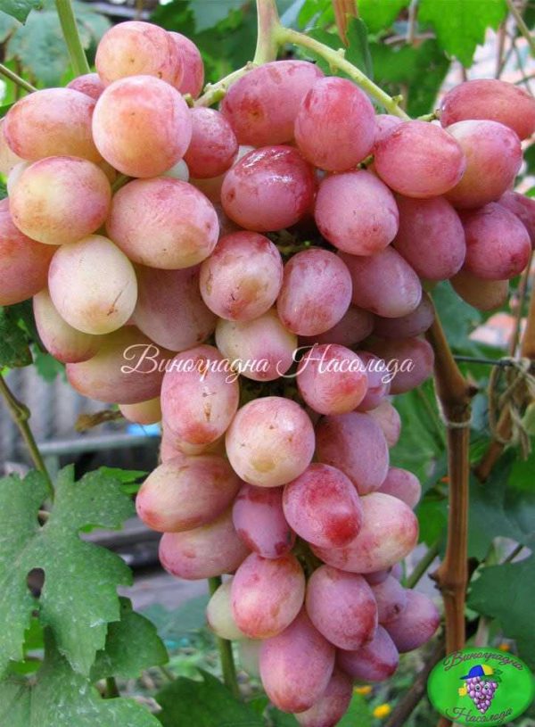 Танюша - виноград