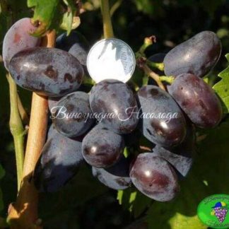 Байконур сорт винограда ранний, новый, вкусный