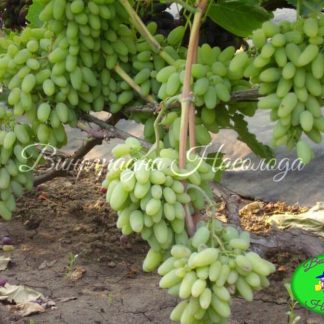 Сорт винограда Тимур