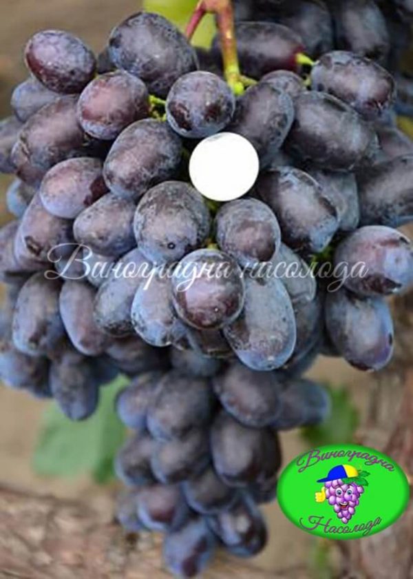 сорт винограда Лорано