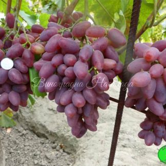 Полонез-50, очень ранний сорт винограда, вкус мармеладный