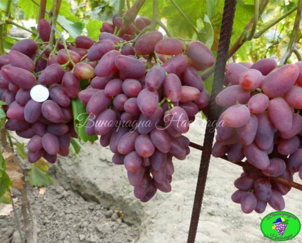 Полонез-50, очень ранний сорт винограда, вкус мармеладный