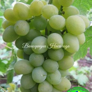 Сорт винограда Елегант сверхранний