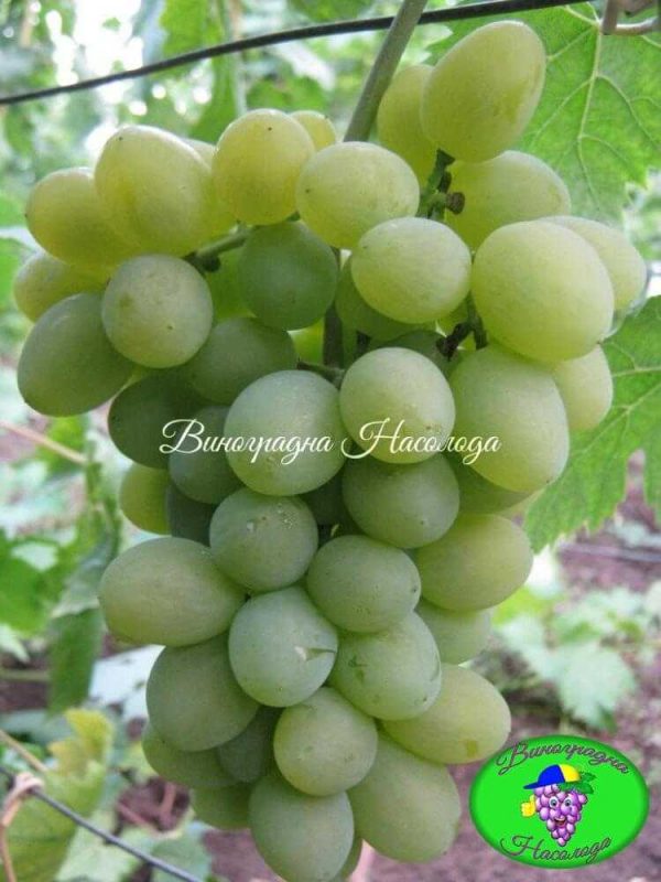 Сорт винограда Елегант сверхранний