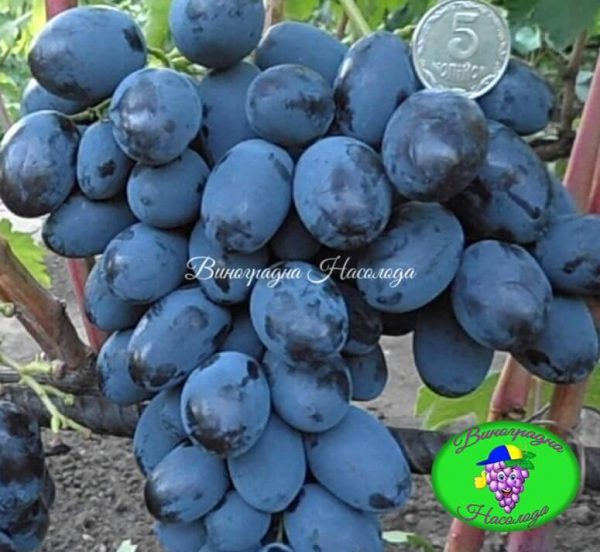 Каталония — сорт винограда