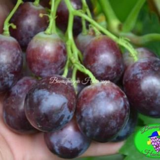 Сорт винограда сеянец Фурора