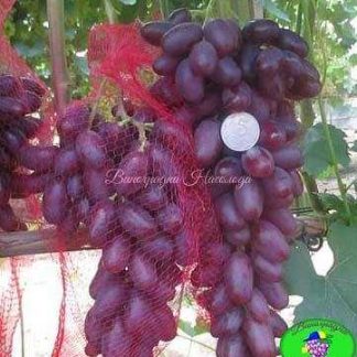 Аркас – виноград