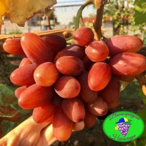 Сорт винограда Богема