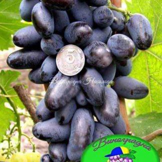 Черная вдова – виноград