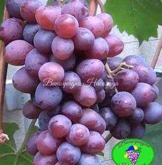 Клубничный - виноград