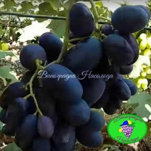 Матадор - виноград