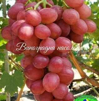 Дынька виноград