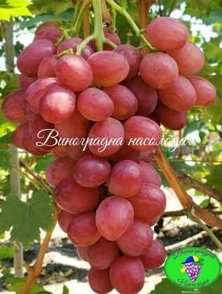 Дынька виноград