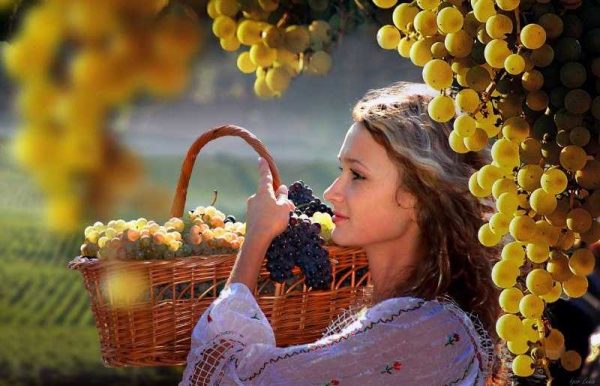 Корисні властивості винограду
